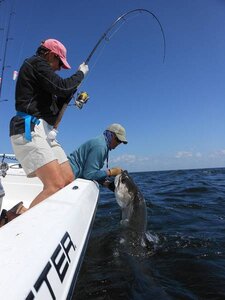 tarpon fishing in boca grande