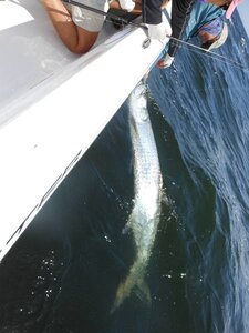 tarpon fishing guide