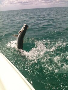 best tarpon spots in florida