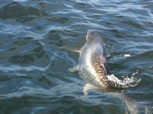 florida tarpon fishing