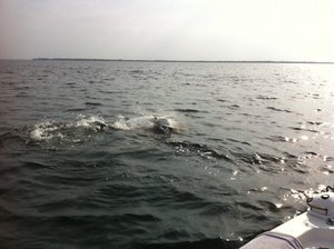 tarpon fishing guide in florida