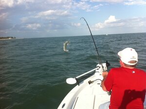 man catches huge tarpon fish