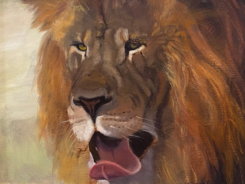 Tom Gardner "Yawning" (lion) original 12x16 oil $950.