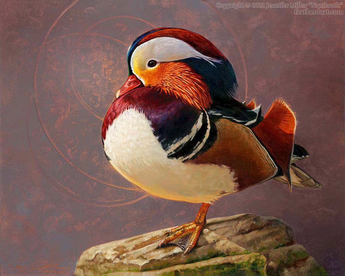 Jennifer Miller "Circlets" (Mandarin Duck) 8x10 oil $980. SOLD