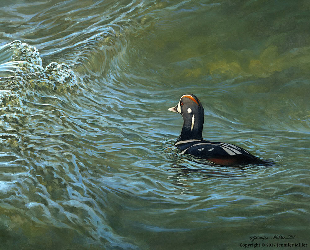 Jennifer Miller "Endless Tide" (Harlequin Duck) 11x14 oil $1,000. SOLD