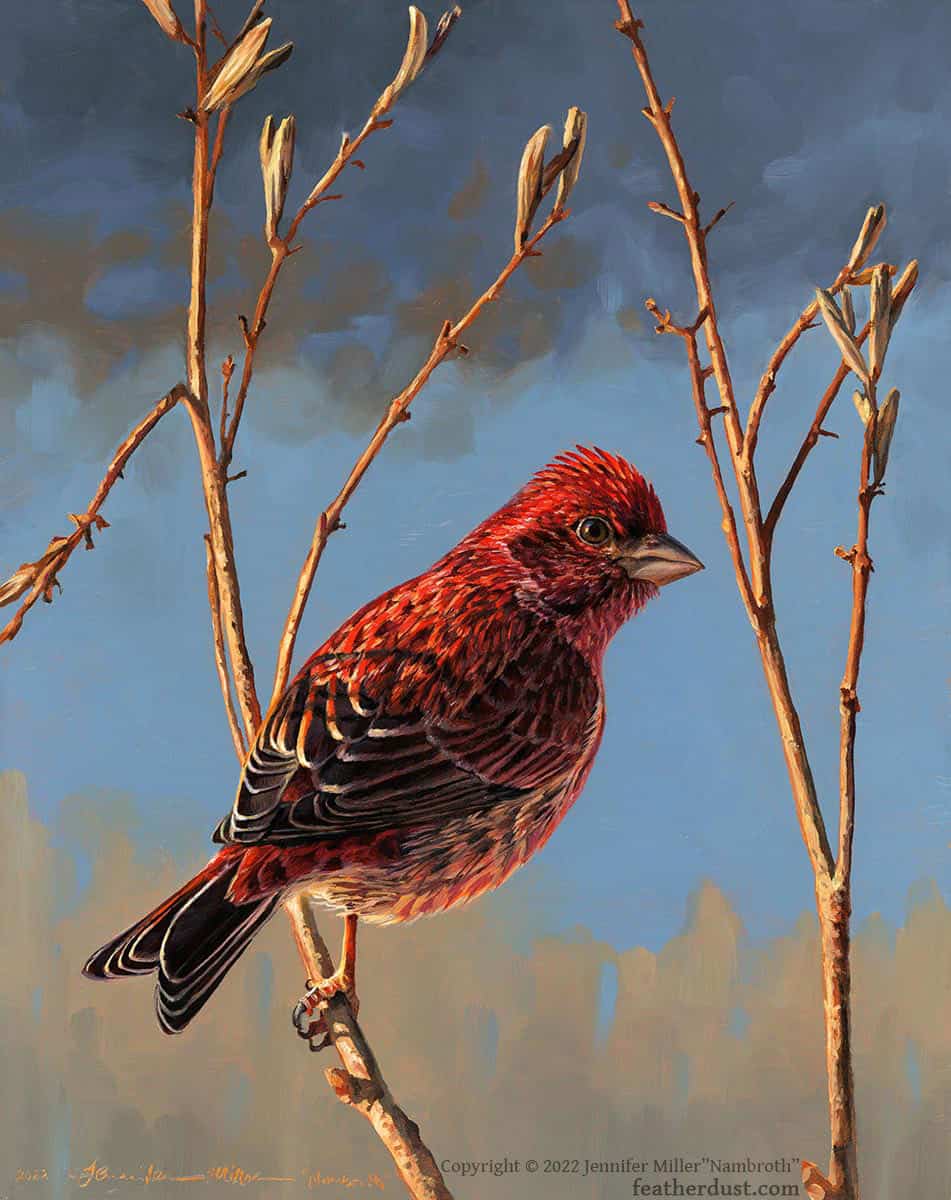 Jennifer Miller "First Light's Warmth" (Purple Finch) 10x8 oil $980. SOLD