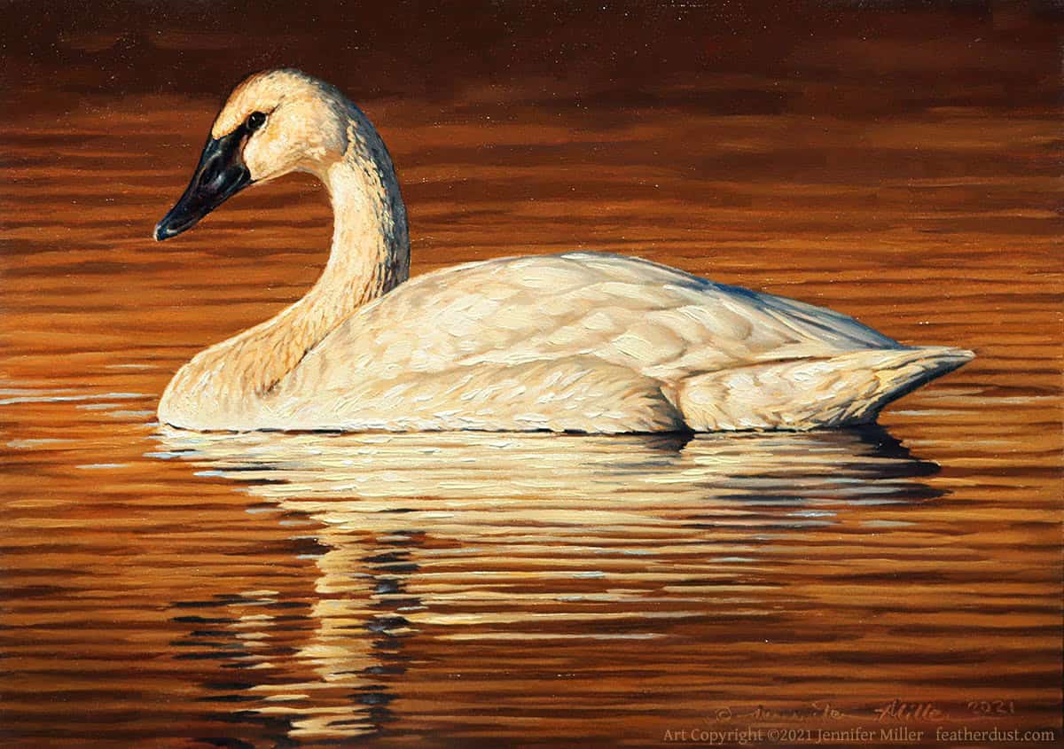 Jennifer Miller "Respite" (Trumpeter Swan) 5x7 oil $375. SOLD