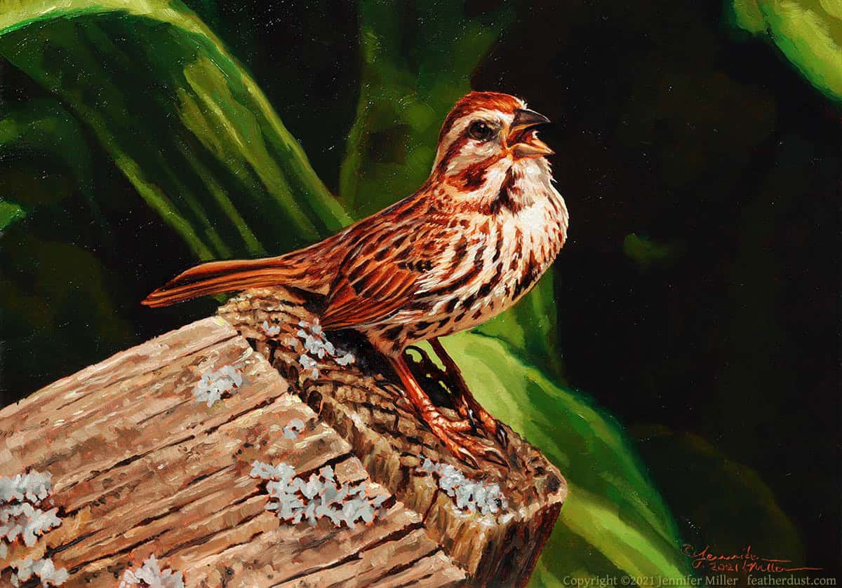 Jennifer Miller "Singing on the Old Garden Gate" (Song Sparrow) 5x7 oil $375. SOLD