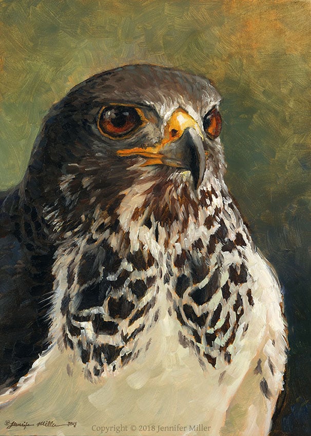 Jennifer Miller "Swainsons Hawk" 7x5 oil $350. SOLD