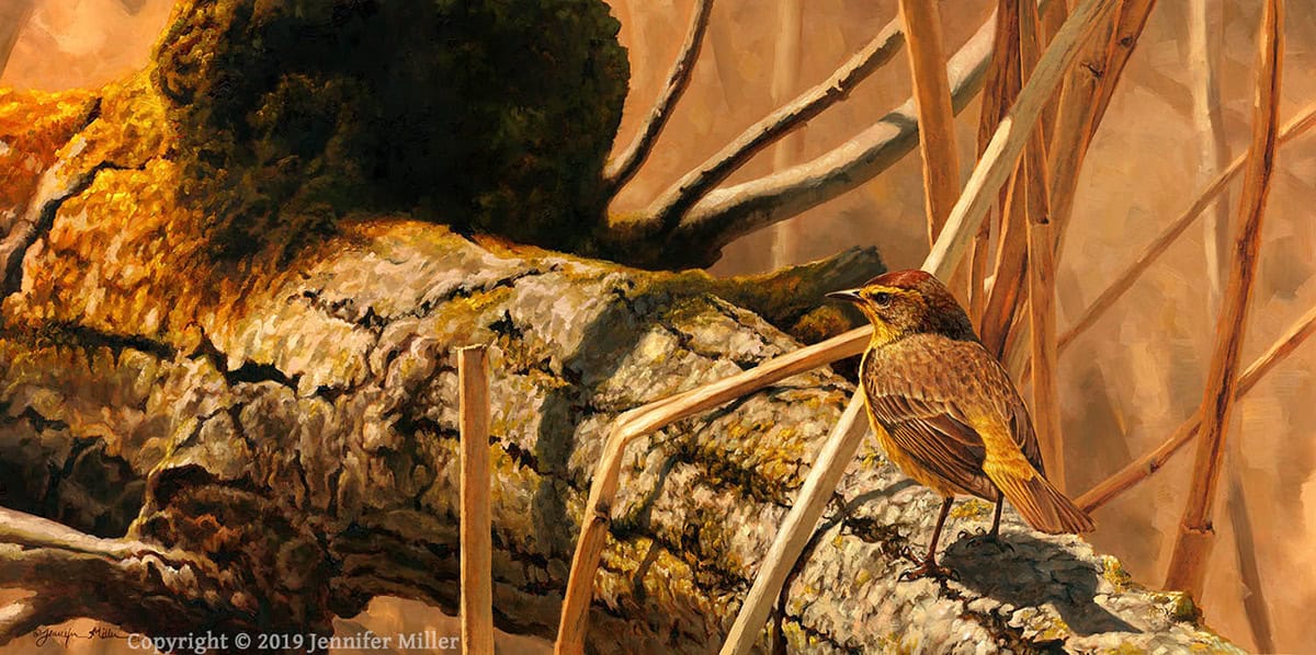 Jennifer Miller "The Cottonwood Path" (Palm Warbler) 12x24 oil $2,800. SOLD