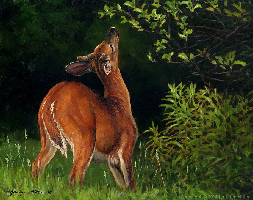 Jennifer Miller "Velvet Leaf Bandit" 8x10 oil $800. SOLD