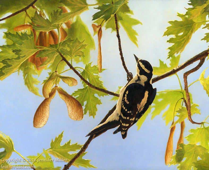 Jennifer Miller "Wings of Spring - Downy Woodpecker" 11x14 oil $1,200. SOLD
