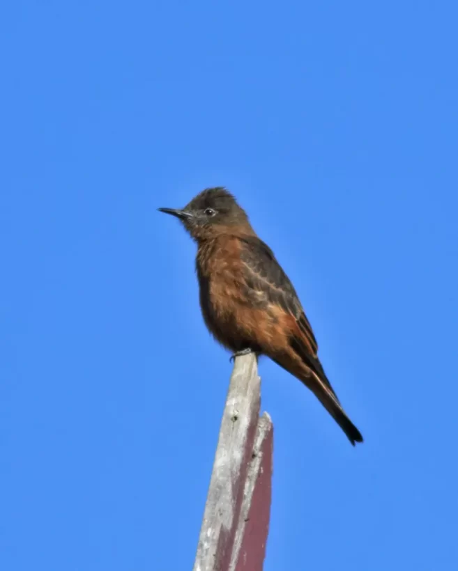 Gibão-de-couro