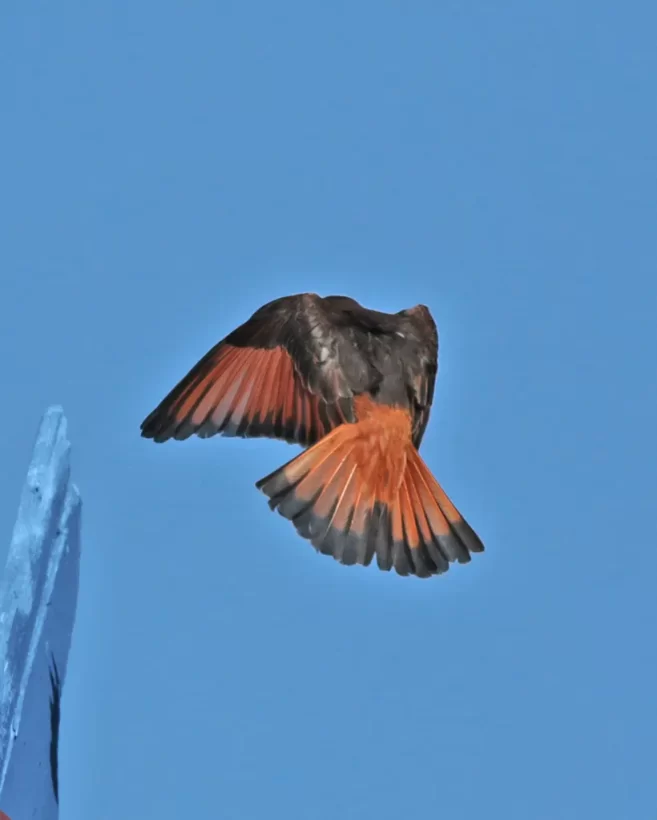 Gibão-de-couro