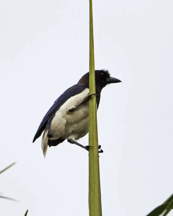 Gralha-do-campo
