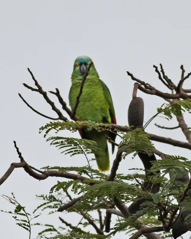Papagaio-verdadeiro