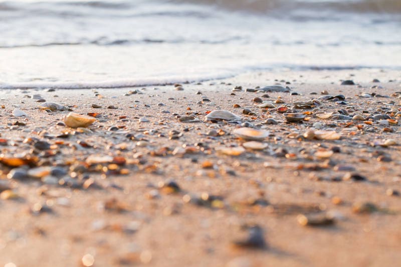 Muscheln, Strand und Bernstein am Strand des Ostseebades Kölpinsee
