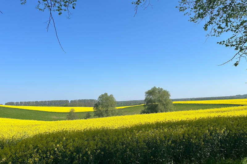 Wandern im Frühjahri durch die Rapsfelder Usedoms