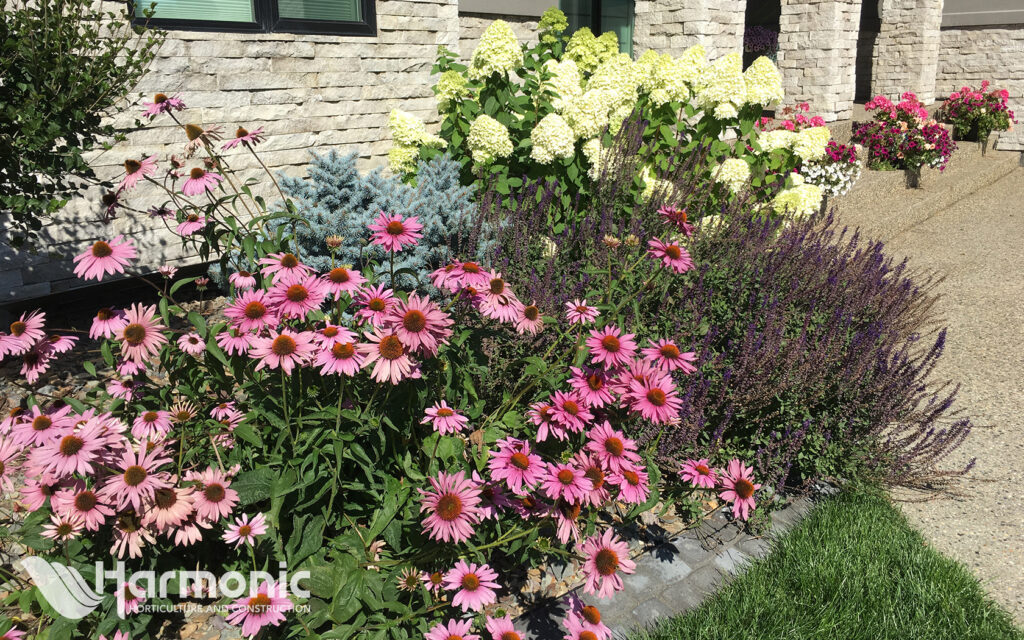 Blooming Flower Garden