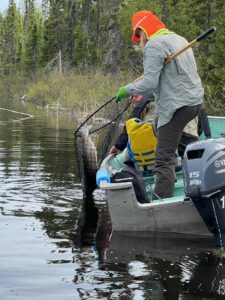 Two people fishing on a lake; one catching a fish with a net from a motorized boat.