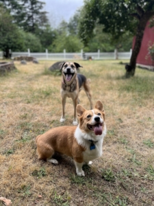Two dogs in grassy yard; short reddish-brown dog in front, taller tan dog, fence, trees, red structure.
