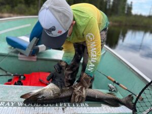 Person measuring fish on board in a boat with fishing gear, surrounded by calm water and trees.