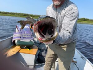 Man on boat holding a large fish with open mouth, fishing gear visible, water and shore behind.