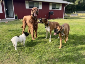 The Purdy Pack »