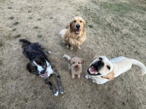 The Purdy Pack »