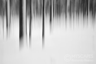 Snowy forest - Sweden