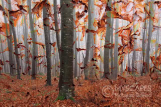 Beeches in Lessinia - Italy - Double exposure