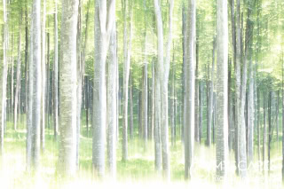Beeches at Cansiglio wood - Italy