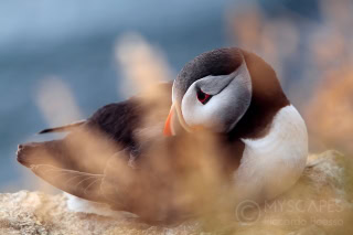 Puffin at Latrabjarg - Iceland