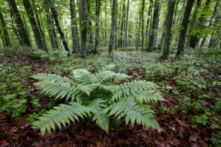 Ferns and beeches in Lessinia - Italy