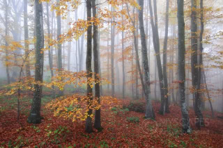 Beeches in Lessinia - Italy