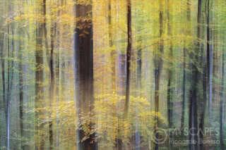 Beeches at Cansiglio wood - Italy