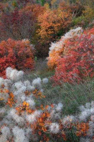 Fall colors, Colli Euganei - Italy