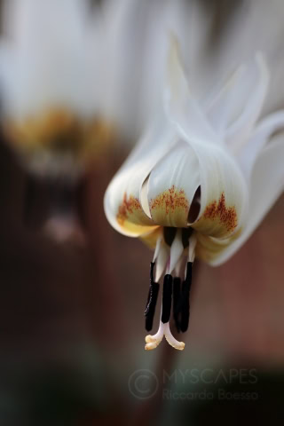 Erythronium dens canis, Colli Euganei - Italy