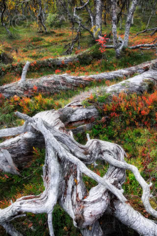 Rotting trunks near Grovelsjon - Sweden