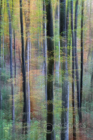Beeches at Cansiglio wood - Italy