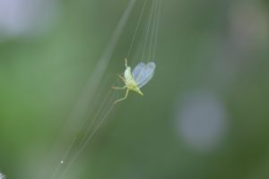 Spinnennetz Zikade