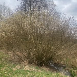 weidenbusch mittelhoch