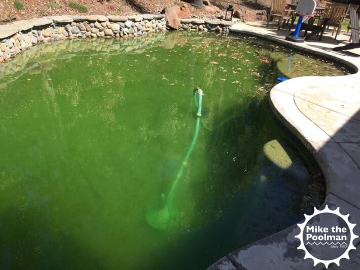Swamp pool