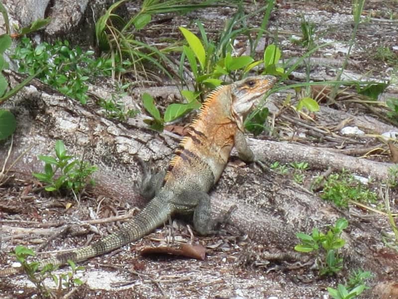 Island Wildlife